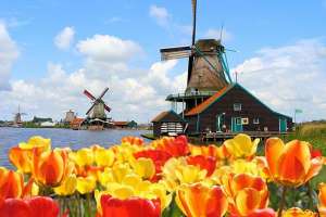 Tulpen en molen