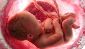 koran over menselijke embryo