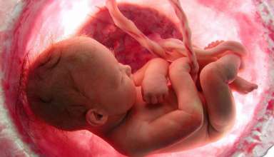 koran over menselijke embryo